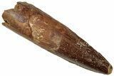 Fossil Spinosaurus Tooth - Real Dinosaur Tooth #312949-1